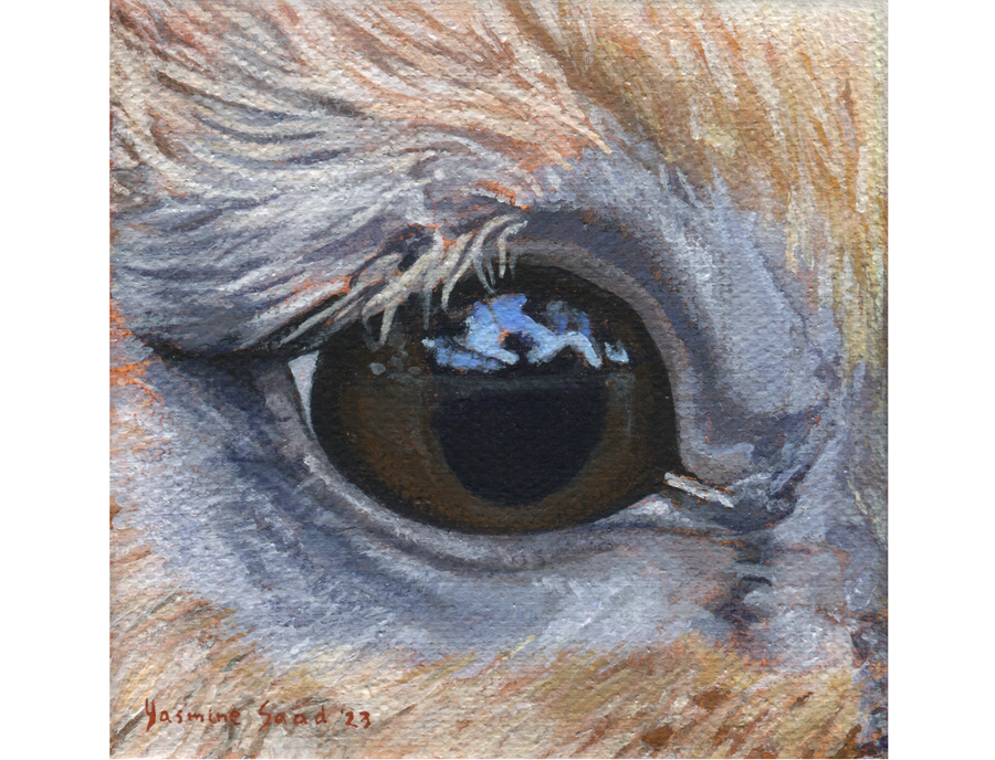 Rabbit’s Eye – YASMINE SAAD — ARTIST